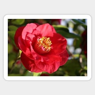 Camellia japonica Sticker